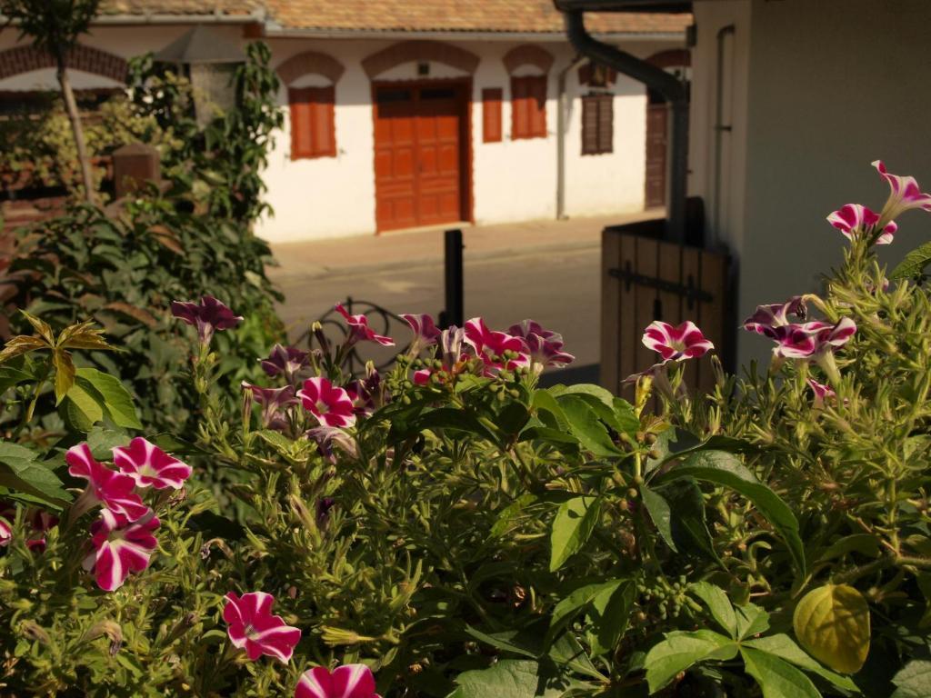 Vitenyi Pince Vendeghaz Villány Buitenkant foto